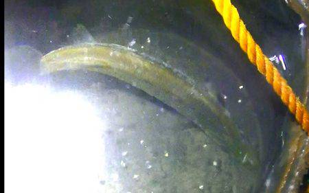 焼津港、ヒラメ、コウイカ、タコ、カマスが好調